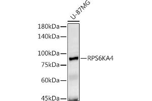 Western blot analysis of extracts of U-87MG cells, using RPS6K antibody (ABIN6129296, ABIN6147232, ABIN6147233 and ABIN6214270) at 1:1000 dilution. (MSK2 antibody  (AA 1-220))