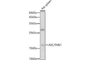 Western blot analysis of extracts of Rat spleen, using ASC/TMS1 antibody (ABIN6131200, ABIN6146515, ABIN6146516 and ABIN6215212) at 1:1000 dilution. (PYCARD antibody  (AA 50-195))