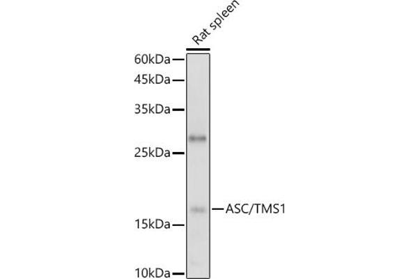 PYCARD antibody  (AA 50-195)