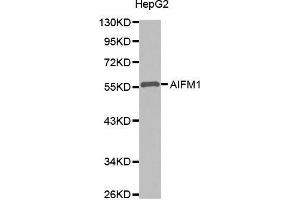 Western Blotting (WB) image for anti-Apoptosis-Inducing Factor, Mitochondrion-Associated, 1 (AIFM1) antibody (ABIN1678609) (AIF antibody)