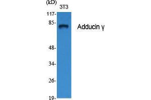 Western Blot (WB) analysis of specific cells using Adducin gamma Polyclonal Antibody. (ADD3 antibody  (Internal Region))
