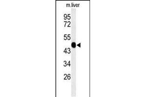 Western blot analysis of WAS Antibody (Center) (ABIN653830 and ABIN2843097) in mouse liver tissue lysates (35 μg/lane). (WASP antibody  (AA 116-144))