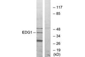 Western blot analysis of extracts from COLO205 cells, using EDG1 Antibody. (S1PR1 antibody  (AA 5-54))