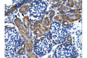 Image no. 1 for anti-Potassium Voltage-Gated Channel, KQT-Like Subfamily, Member 2 (KCNQ2) (AA 189-238) antibody (ABIN202417)