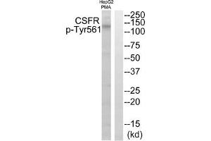 Western blot analysis of extracts from HepG2 cells treated with PMA using CSFR (Phospho-Tyr561) Antibody. (CSF1R antibody  (pTyr561))