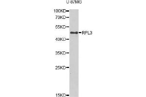 Western blot analysis of extracts of U-87MG cells, using RPL3 antibody (ABIN5975454) at 1/1000 dilution. (RPL3 antibody)