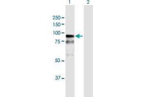 Western Blot analysis of BAZ2B expression in transfected 293T cell line by BAZ2B MaxPab polyclonal antibody.