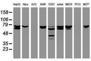 CCDC93 antibody  (AA 293-631)