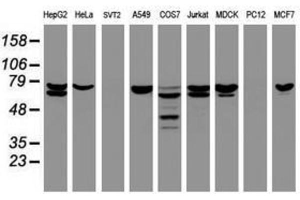 CCDC93 anticorps  (AA 293-631)