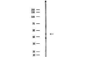 anti-Creatine Kinase, Mitochondrial 2 (Sarcomeric) (CKMT2) (Internal Region) antibody