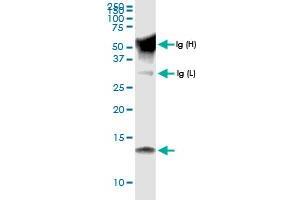Immunoprecipitation of CCL15 transfected lysate using anti-CCL15 MaxPab rabbit polyclonal antibody and Protein A Magnetic Bead , and immunoblotted with CCL15 MaxPab rabbit polyclonal antibody (D01) . (CCL15 antibody  (AA 1-113))