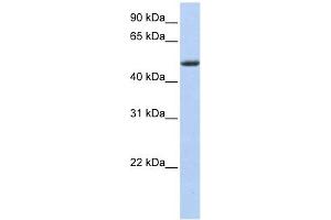 PHLDA1 antibody used at 1 ug/ml to detect target protein. (PHLDA1 antibody  (Middle Region))