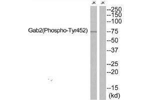 Western blot analysis of extracts from JK, using Gab2 (Phospho-Tyr452) antibody. (GAB2 antibody  (pTyr452))