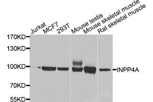 Western blot analysis of extracts of various cells, using INPP4A antibody. (INPP4A antibody)