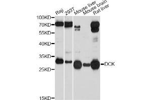 Western blot analysis of extracts of various cell lines, using DCK Antibody (ABIN5970907) at 1/1000 dilution. (DCK antibody)