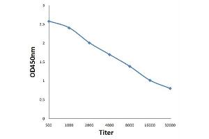 Antigen: 0. (NFKB1 antibody  (pSer893))