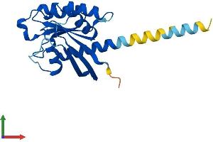 Protein Structure (PS) image for RAS-Like, Estrogen-Regulated, Growth Inhibitor (RERG) (AA 1-199) protein (His tag) (ABIN7559726)