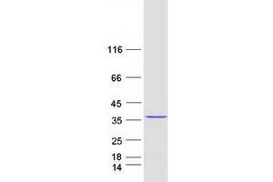 CXorf56 Protein (Myc-DYKDDDDK Tag)