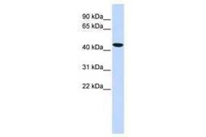 Image no. 1 for anti-T-Box 1 (TBX1) (AA 324-373) antibody (ABIN6740339) (T-Box 1 antibody  (AA 324-373))