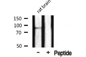 CLOCK antibody  (Internal Region)