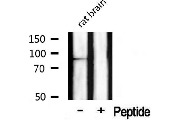 CLOCK antibody  (Internal Region)