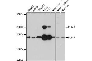 Western blot analysis of extracts of various cell lines, using PUMA Rabbit mAb (ABIN1678790, ABIN3018050, ABIN3018051 and ABIN7101572) at 1:1000 dilution. (PUMA antibody)