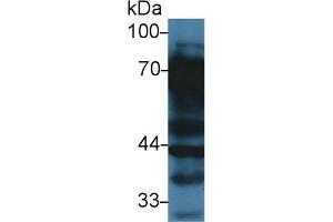Western Blot; Sample: Rat Liver lysate; Primary Ab: 3µg/ml Rabbit Anti-Rat VTN Antibody Second Ab: 0. (Vitronectin antibody  (AA 21-400))
