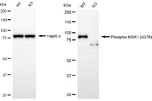 Western blotting analysis using phospho-MSK1 (S376) antibody (ABIN7800235).