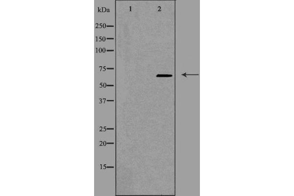 CDC40 antibody