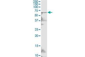 POTED monoclonal antibody (M05), clone 6D9. (POTED antibody  (AA 485-584))