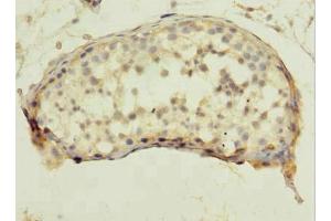 Immunohistochemistry of paraffin-embedded human testis tissue using ABIN7166918 at dilution of 1:100 (QTRT1 antibody  (Catalytic Subunit 1))