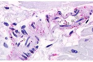 Image no. 1 for anti-Sphingosine-1-Phosphate Receptor 1 (S1PR1) (Cytoplasmic Domain) antibody (ABIN1049316) (S1PR1 antibody  (Cytoplasmic Domain))