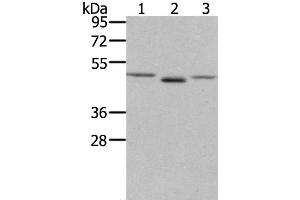 Western Blot analysis of NIH/3T3 cell and Human placenta tissue, lovo cell using FGFRL1 Polyclonal Antibody at dilution of 1:400 (FGFRL1 antibody)