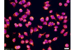 Mouse SP20 Myeloma Cells (CD34 antibody  (AA 301-385))