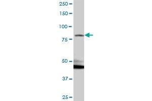 KIAA1026 MaxPab polyclonal antibody. (Kazrin antibody  (AA 1-415))