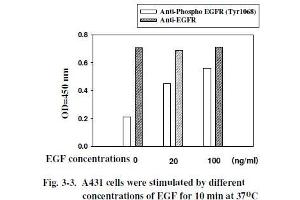 A431 cells were stimulated by different concentrations of EGF for 10 min at 37 °C (EGFR ELISA Kit)