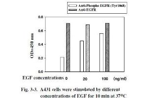 A431 cells were stimulated by different concentrations of EGF for 10 min at 37 °C