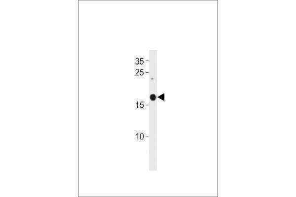 SELM antibody  (C-Term)