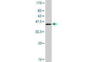 Plakophilin 4 antibody  (AA 12-110)