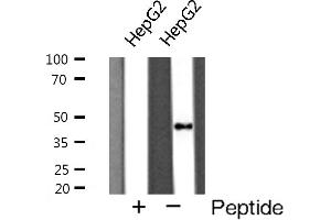 Western blot analysis of Cathepsin D expression in HepG2 cells (Cathepsin D antibody  (C-Term))