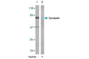 Western blot analysis of extract from mouse brain tissue using Synapsin polyclonal antibody  . (SYN1 antibody)