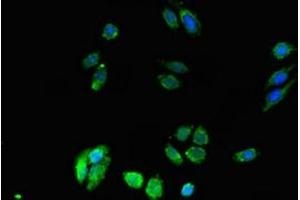 Immunofluorescent analysis of HepG2 cells using ABIN7150590 at dilution of 1:100 and Alexa Fluor 488-congugated AffiniPure Goat Anti-Rabbit IgG(H+L) (DPM1 antibody  (AA 2-260))