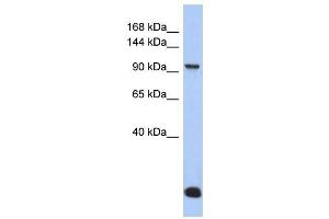 MVP antibody used at 1 ug/ml to detect target protein.