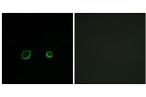 Immunofluorescence analysis of A549 cells, using CNTN4 antibody. (Contactin 4 antibody  (Internal Region))