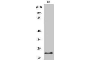 Western Blotting (WB) image for anti-Protease, serine, 1 (Trypsin 1) (PRSS1) (Internal Region) antibody (ABIN3177809) (PRSS1 antibody  (Internal Region))