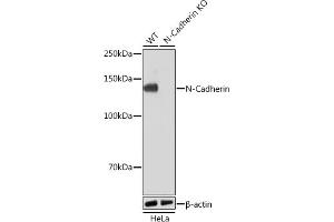 Western blot analysis of extracts from wild type (WT) and N-Cadherin knockout (KO) HeLa cells, using N-Cadherin antibody (ABIN7265999) at 1:1000 dilution. (N-Cadherin antibody)