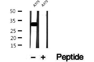 Western blot analysis of extracts of A375 cells, using Histone H1. (HIST1H1C antibody  (N-Term))