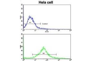 Flow Cytometry (FACS) image for anti-Mast/stem Cell Growth Factor Receptor (KIT) antibody (ABIN5014921) (KIT antibody)