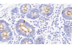 Detection of PIGR in Bovine Colon Tissue using Polyclonal Antibody to Polymeric Immunoglobulin Receptor (PIGR) (PIGR antibody  (AA 353-457))