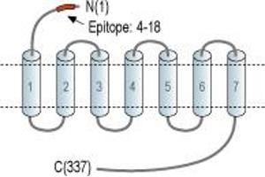 anti-G Protein-Coupled Receptor 77 (GPR77) (AA 4-18), (Extracellular), (N-Term) antibody